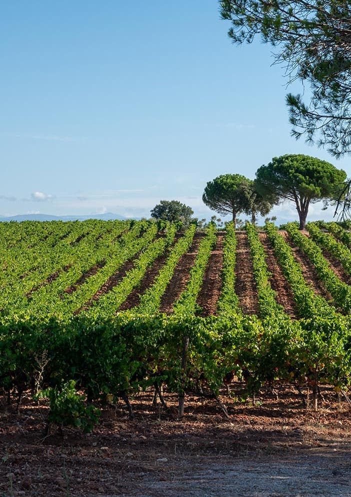 Vignes autour de la résidence